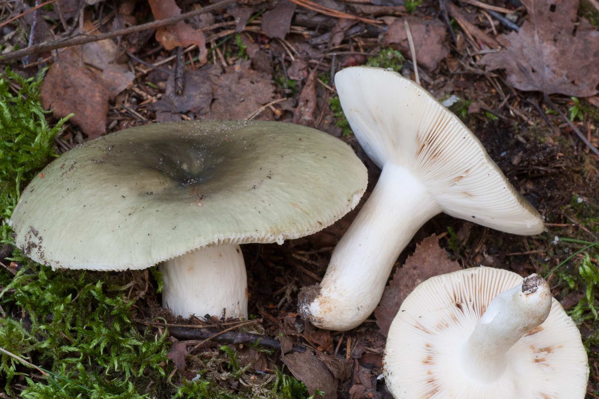 Russula Aeruginea