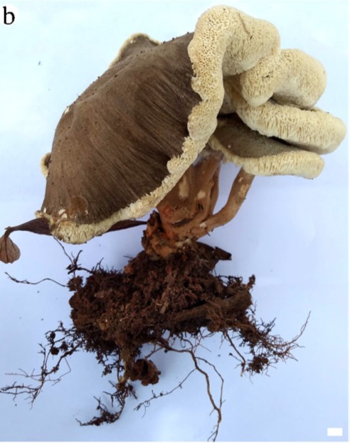 Furtadomyces sumptuosus